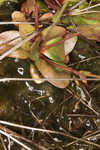 Piedmont false pimpernel